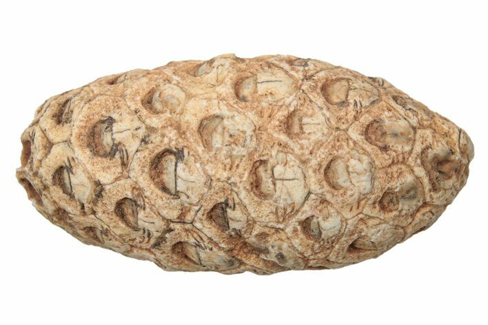 Fossil Seed Cone (Or Aggregate Fruit) - Morocco #234144